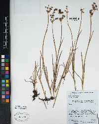 Juncus saximontanus image