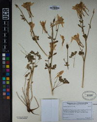 Aquilegia pubescens image