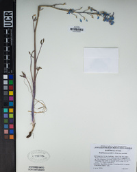 Delphinium parishii subsp. parishii image