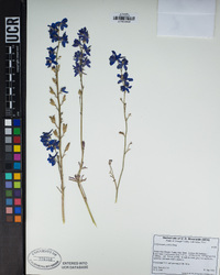 Delphinium parryi image