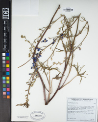 Delphinium parryi image
