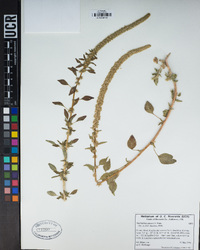 Amaranthus palmeri image