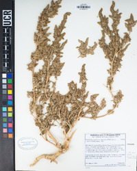 Amaranthus powellii image