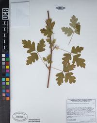 Toxicodendron diversilobum image