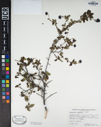 Ceanothus lemmonii image