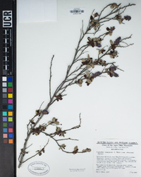 Ceanothus tomentosus image