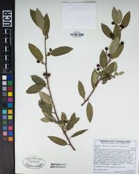 Frangula californica subsp. cuspidata image