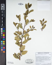 Frangula californica subsp. californica image