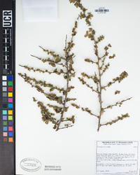 Rhamnus crocea image