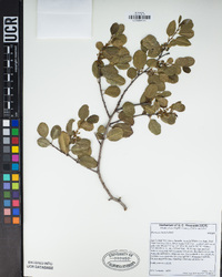 Rhamnus ilicifolia image