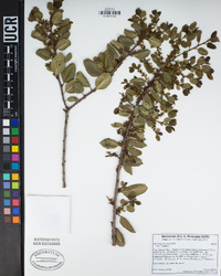 Rhamnus ilicifolia image