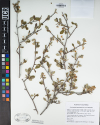 Cercocarpus betuloides image