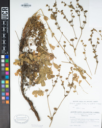 Horkelia cuneata var. puberula image