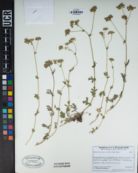 Horkelia fusca var. parviflora image