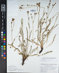 Horkeliella purpurascens image