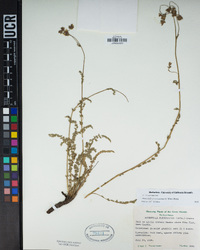 Horkeliella purpurascens image