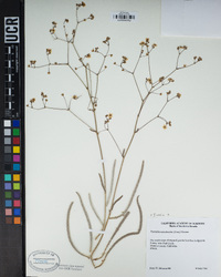 Ivesia santolinoides image