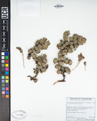 Petrophytum caespitosum subsp. caespitosum image