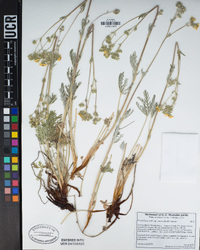 Potentilla gracilis var. elmeri image