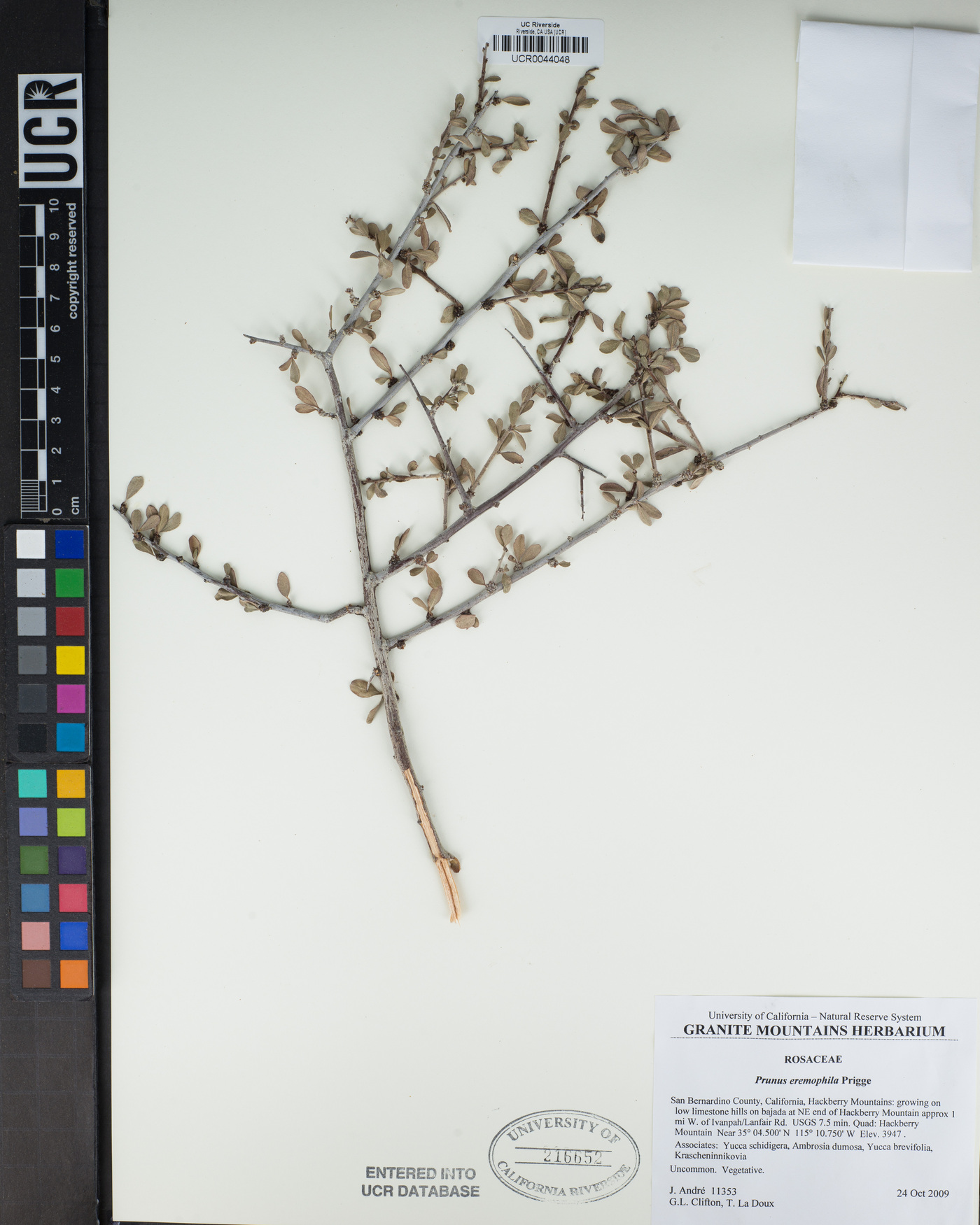 Prunus eremophila image