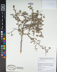 Prunus eremophila image