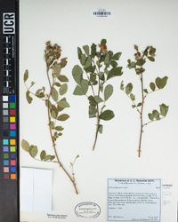 Rosa californica image