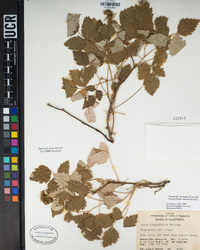 Rubus glaucifolius image