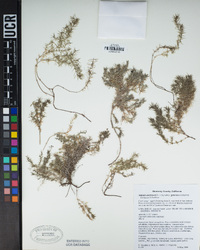 Galium andrewsii subsp. gatense image
