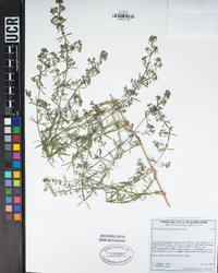 Galium angustifolium image