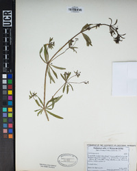 Galium aparine image