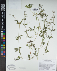 Galium aparine image