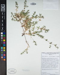 Galium californicum subsp. primum image