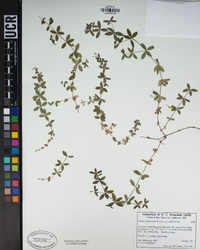 Galium californicum subsp. californicum image