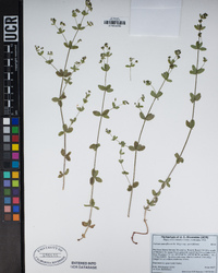 Galium sparsiflorum subsp. sparsiflorum image