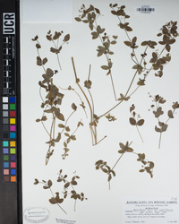 Galium sparsiflorum subsp. sparsiflorum image