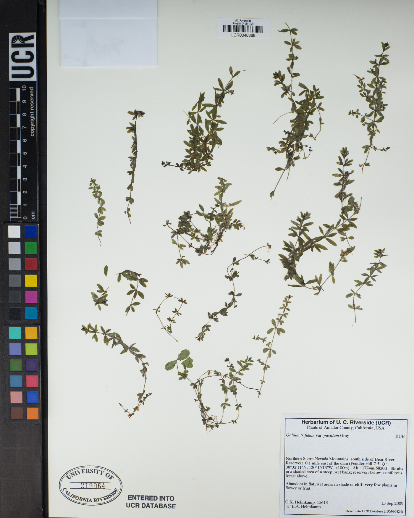 Galium trifidum image