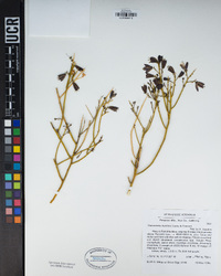 Thamnosma montana image