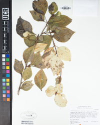 Populus trichocarpa image