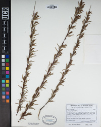 Salix exigua image