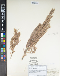 Salix exigua image