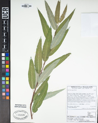 Salix laevigata image