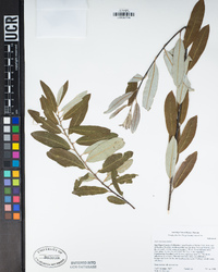 Salix lasiolepis image