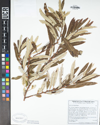 Salix lasiolepis image