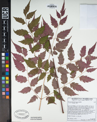 Koelreuteria bipinnata image