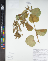 Boykinia rotundifolia image