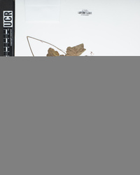 Heuchera micrantha image