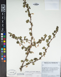 Ribes californicum image