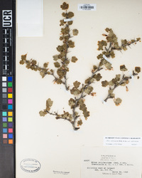 Ribes californicum var. californicum image