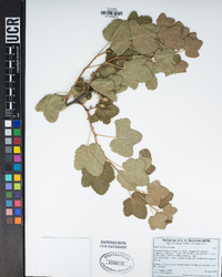 Ribes malvaceum image