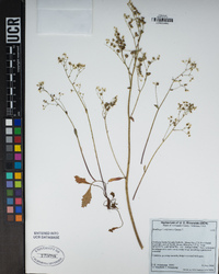 Micranthes californica image